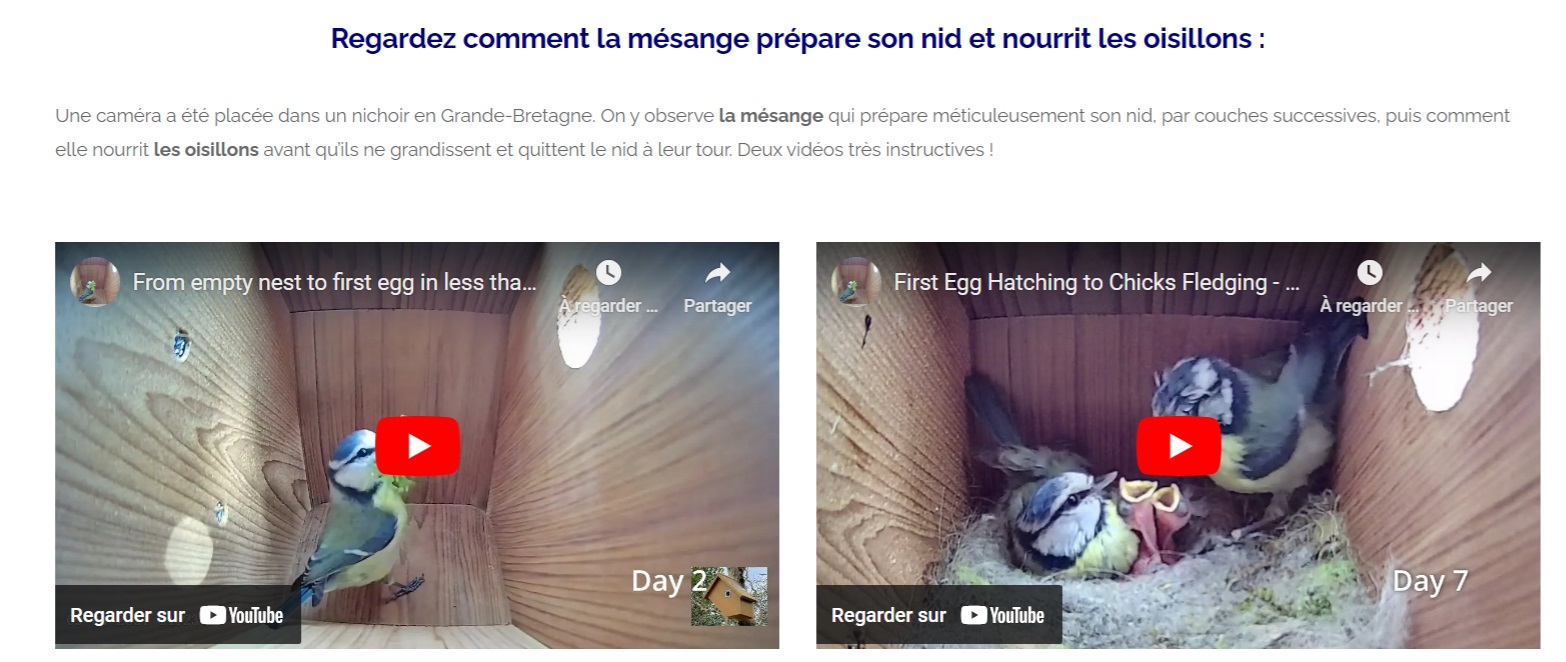 mesange