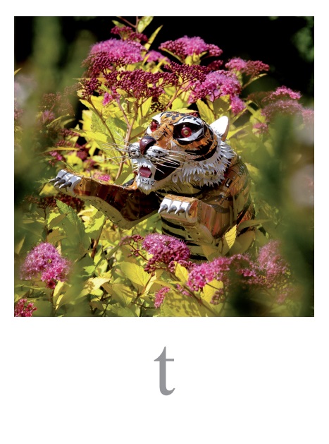 tigre